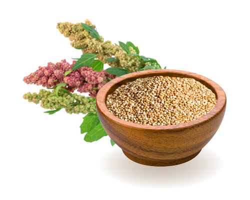 Prémium Quinoa - Indiánköles